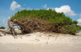 passeios-jericoacoara (4)