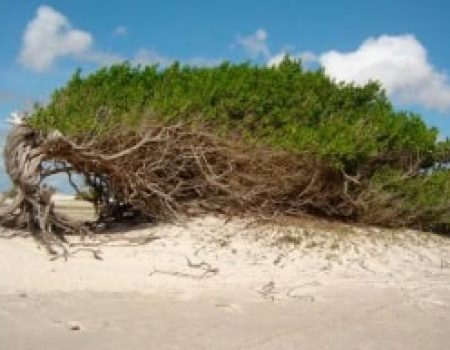 passeios-jericoacoara (4)